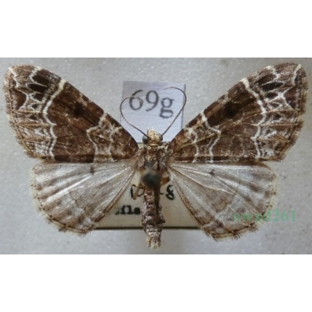 Ecliptopera silaceata (Denis & Schiffermüller, 1775) Paśnik niecierpek Czech69g